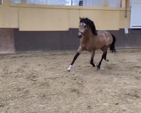 Video von Moonwalker 3