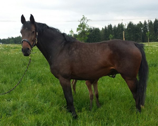 broodmare Cassina ESC (Holsteiner, 2004, from Cassini I)