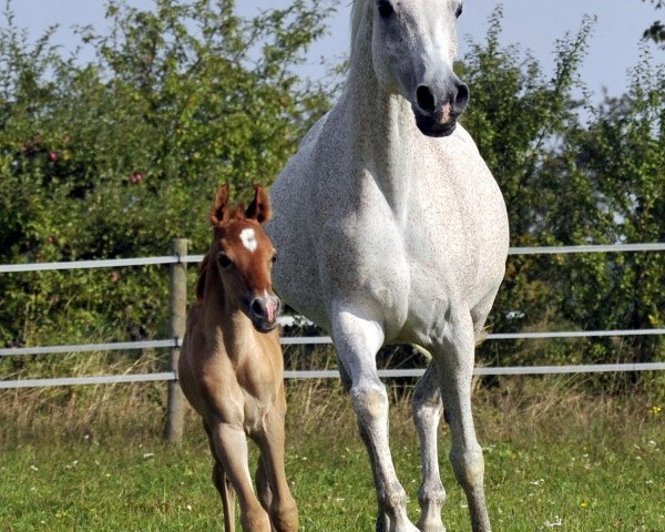 broodmare Marabi ox (Arabian purebred, 1992, from Montasar ox)