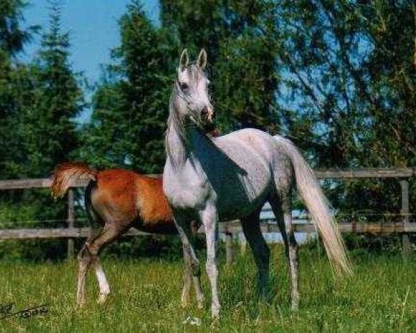 broodmare Hamasa Najiha 1989 ox (Arabian purebred, 1989, from Farag 1962 EAO)