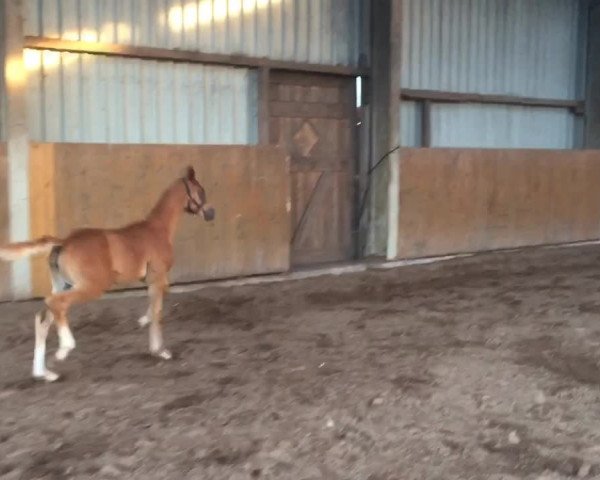 Video of Foundation's Bella Rose