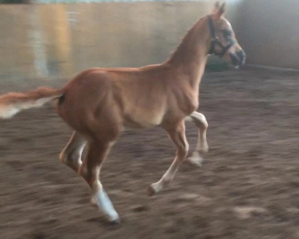 Video of Foundation's Bella Rose