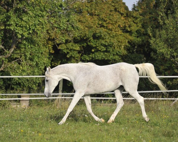 broodmare Masria Bint Najiha EAO (Arabian purebred,  , from Dalia Halim EAO)