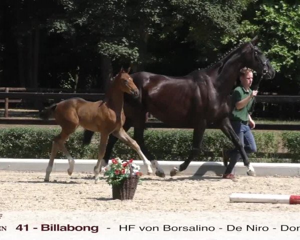 Video of Billy Beau 3