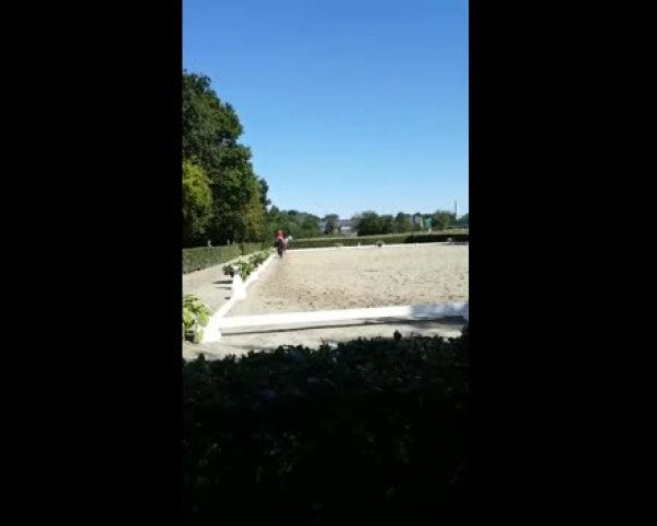 Video of Waldfee´s White Rose H