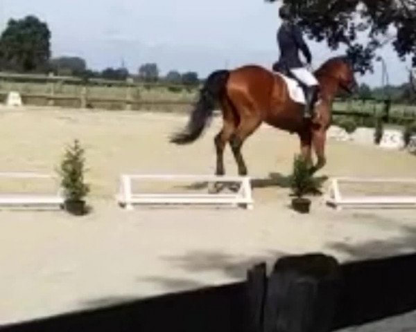 Video of Waldfee´s White Rose H