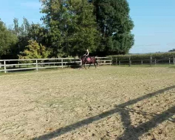 Video of Merlin