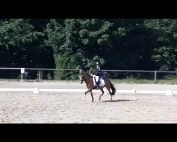 Reitturnier Michelstadt 2018