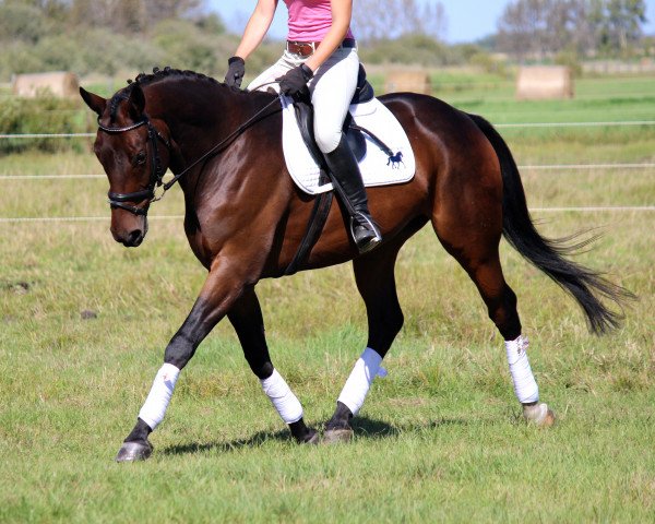 horse Peppone G (Trakehner, 2005, from Distelzar)