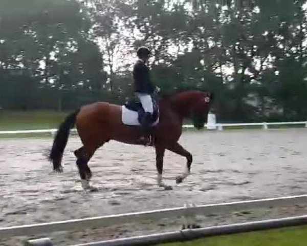 Reitturnier Ibbenbüren-Dickenberg 2019