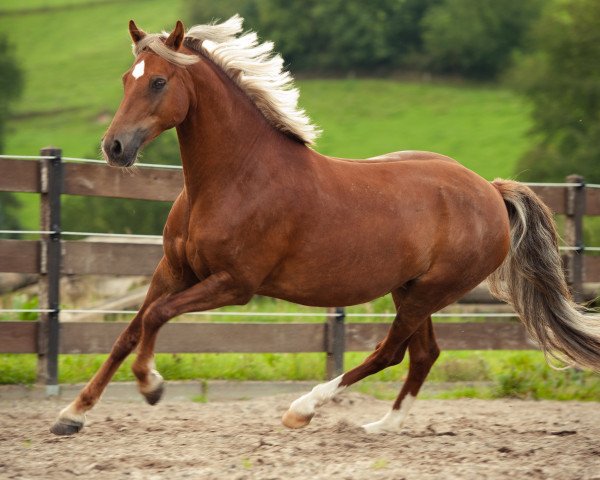 broodmare Jamie Lie (German Riding Pony, 1998, from Constantin)