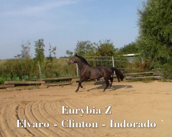 Video of Eurybia Z