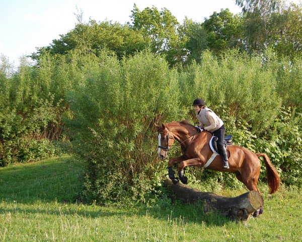 horse Whity von Weissenmoor (Hanoverian, 2001, from White Star)