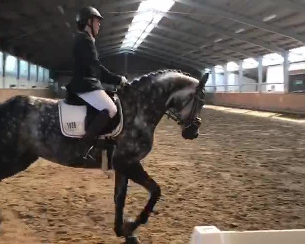 Video of Waldfee´s White Rose H