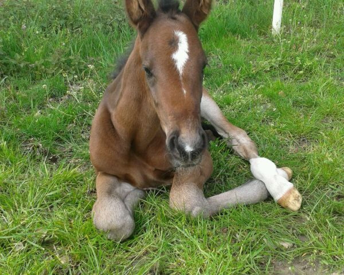 stallion Flanell (Hanoverian, 2011, from Fidertanz)