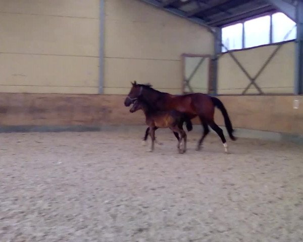 Video von Deamy