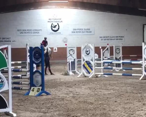 Video of Harley 97