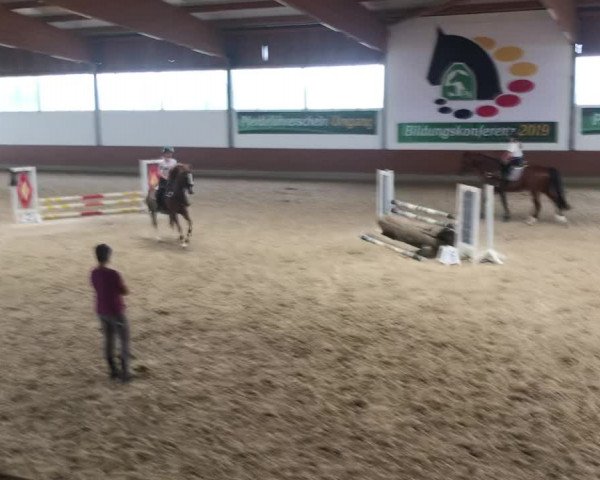 Video of Dendro