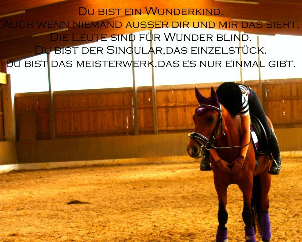 dressage horse Fehkamps Delius (German Riding Pony, 2009, from Fs Dr Watson)