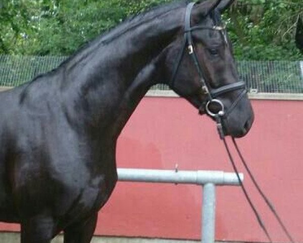 horse Sidney (Oldenburg, 2011, from Stoiber SN)