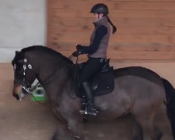 Video of Elvis