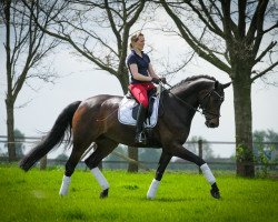 broodmare Romy H (Westphalian, 2005, from Real Diamond)