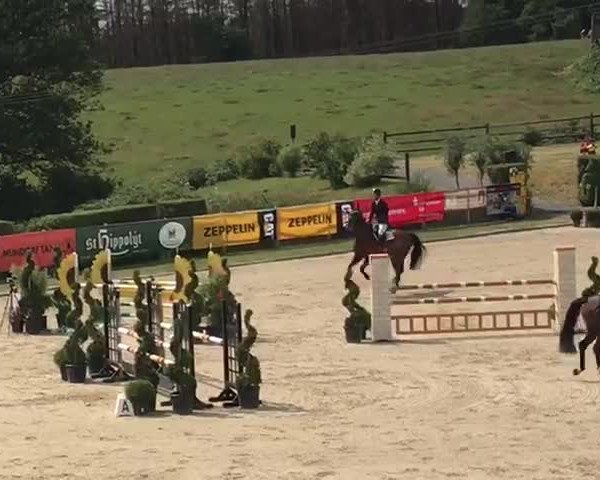 Reitturnier Lohmar-Halberg 2019