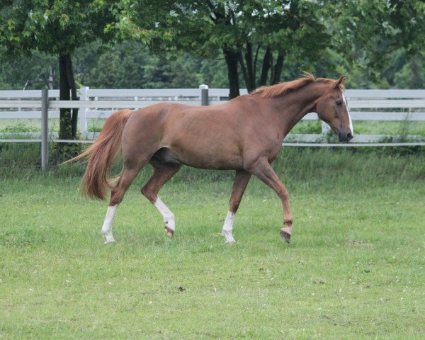 Pferd Siegfried 22 (Brandenburger, 1989, von Saffian 2663)