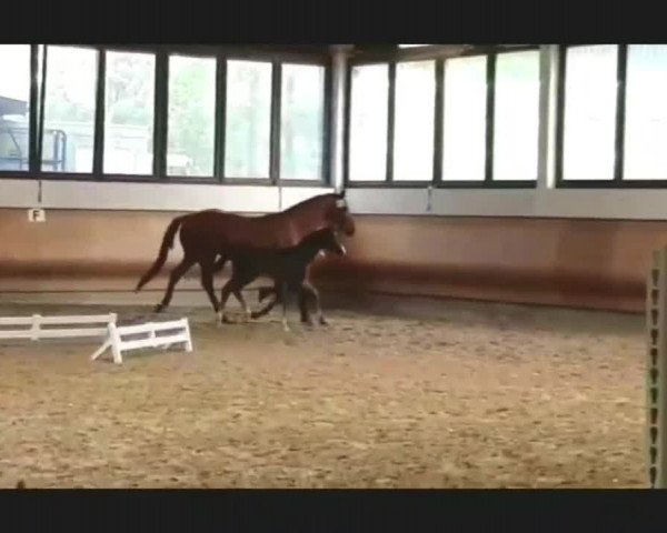 Video von Bella DD