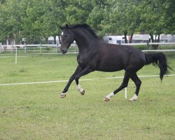 Springpferd Etienne Noir (Hannoveraner, 2006, von Escudo I)