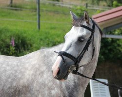 dressage horse Fürst Faramir 2 (Hanoverian, 2009, from Fiorano)
