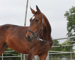 dressage horse Baccara H (Westphalian, 2009, from Basic)
