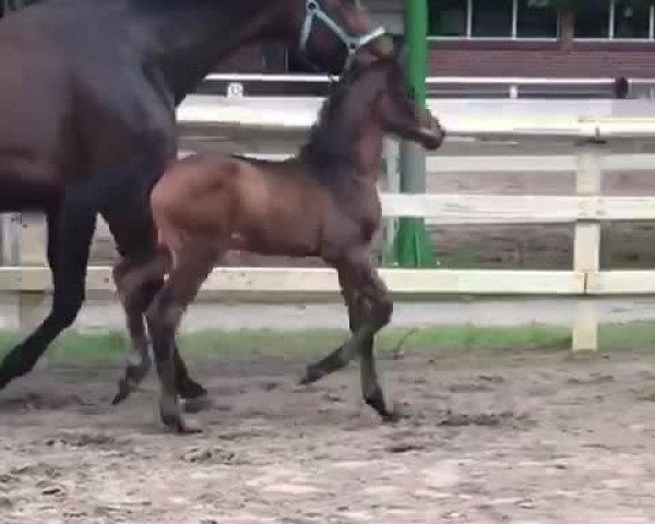 Video of Valou AG