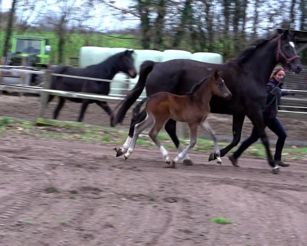 Video of Quintessential