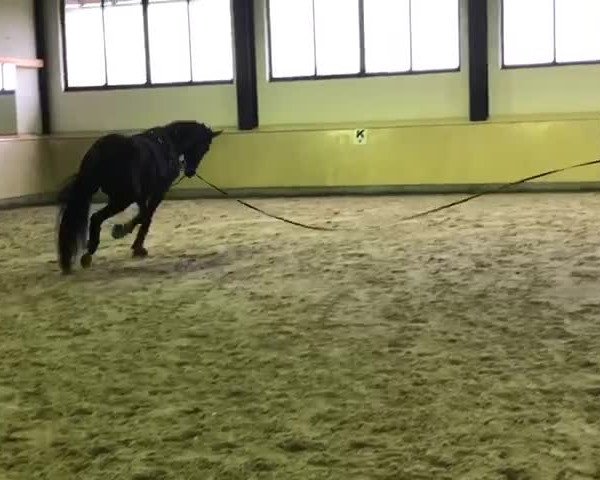 Video of Taliska 4