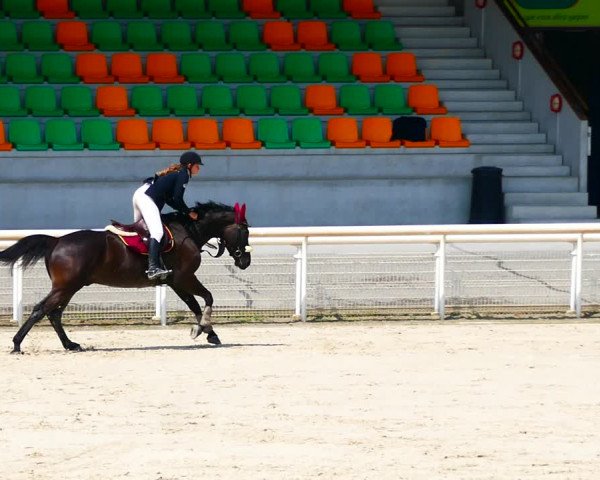 Video of Galip II CH