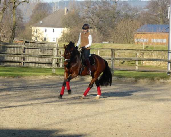 Dressurpferd Fräulein Meyer (Westfale, 2009, von Fürst Piccolo)