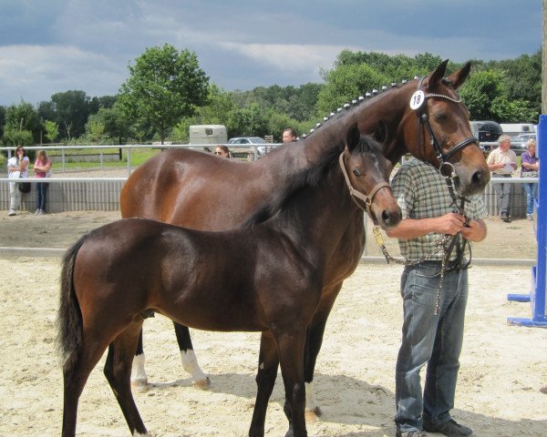 Springpferd Rakito 4 (Westfale, 2014, von Rheingau)