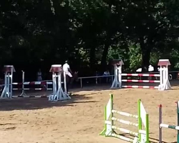 Reitturnier Neukirchen 2019