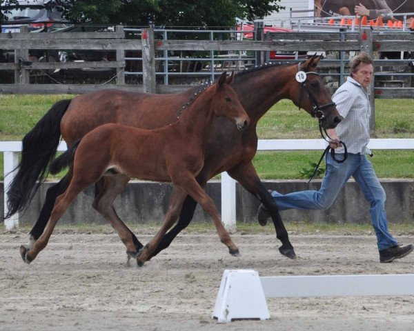 horse Anton (Westphalian, 2014, from All At Once)