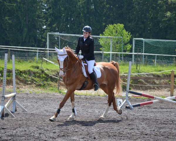 horse Lennox 292 (Rhinelander, 2005, from Lissabon 29)