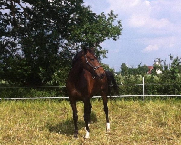 horse Erich 37 (Hanoverian, 2007, from Don Roncalli)