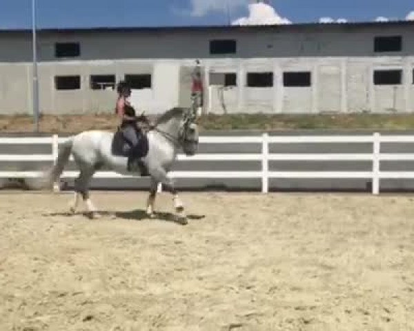 Video of Generalissimus Rotula L - Reserviert