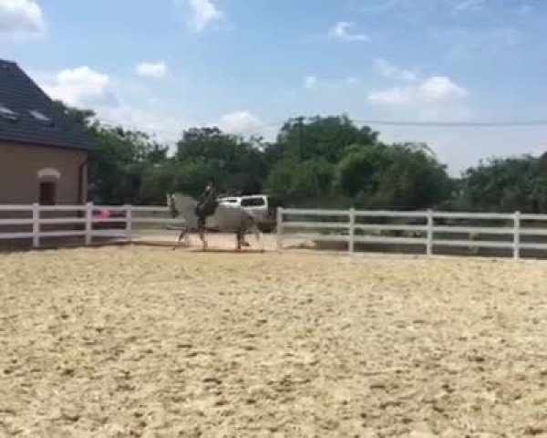 Video of Generalissimus Rotula L - Reserviert