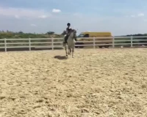 Video of Generalissimus Rotula L - Reserviert