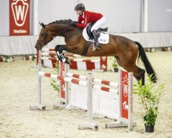 broodmare Chess Queen (Westphalian, 2011, from Comme il Faut)