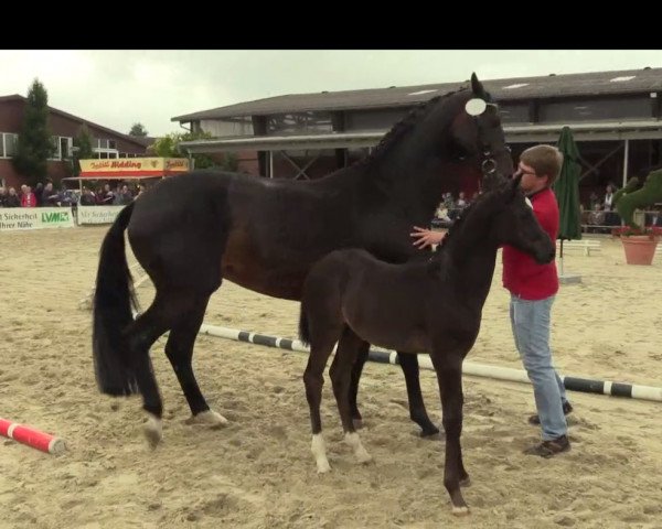 Pferd Glenrock (Westfale, 2014, von Ganymedes M)
