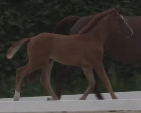 broodmare Sunshine 656 (Westphalian, 2014, from Sir Heinrich OLD)