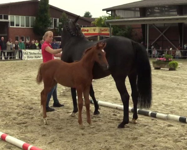 Pferd Galana 22 (Westfale, 2014, von Ganymedes M)