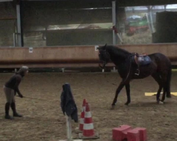Video of Alicenhof‘s Sir Leon